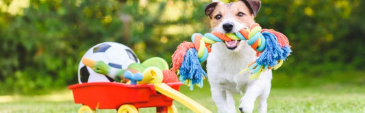 Best Dog Toys for Dogs: Colors That Stand Out to Your Colorblind Canine