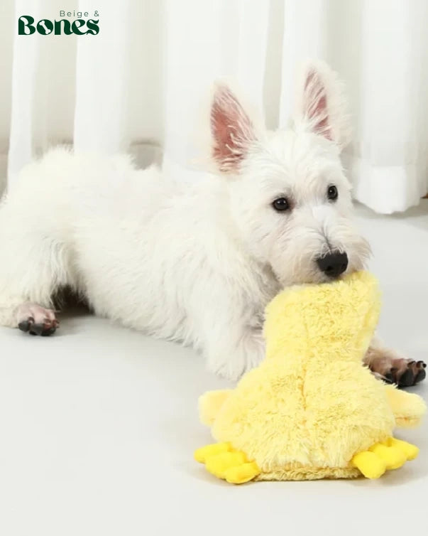 White dog with yellow plush duck toy