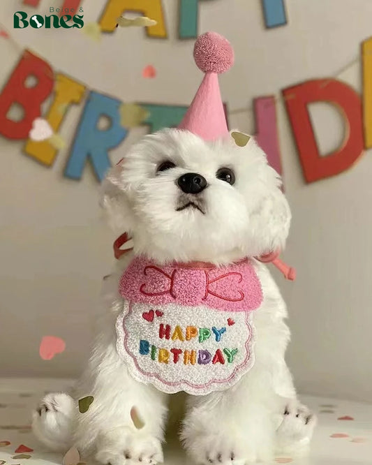 Birthday outfit on white dog