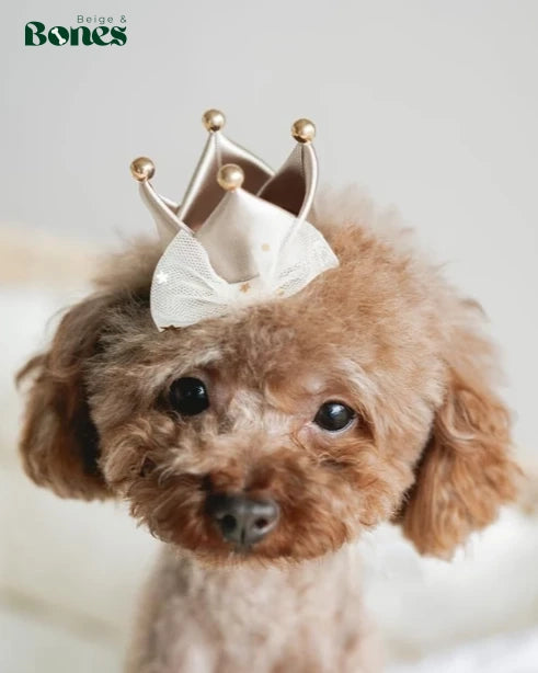 Poodle wearing golden crown hair clip