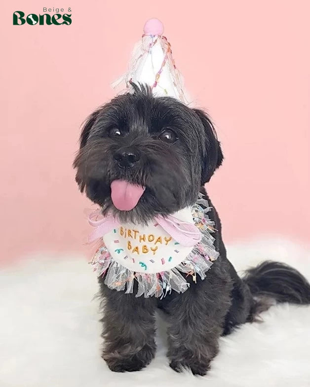 Birthday Baby bib and hat on black dog