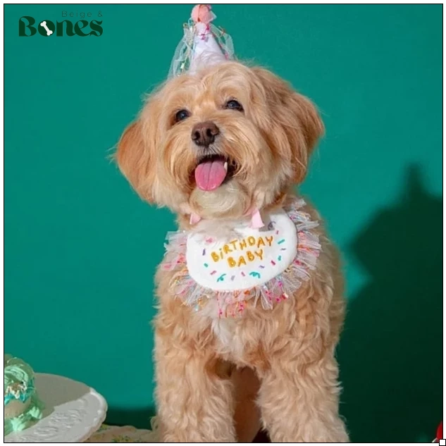 Birthday Baby bib and hat on golden dog with green background