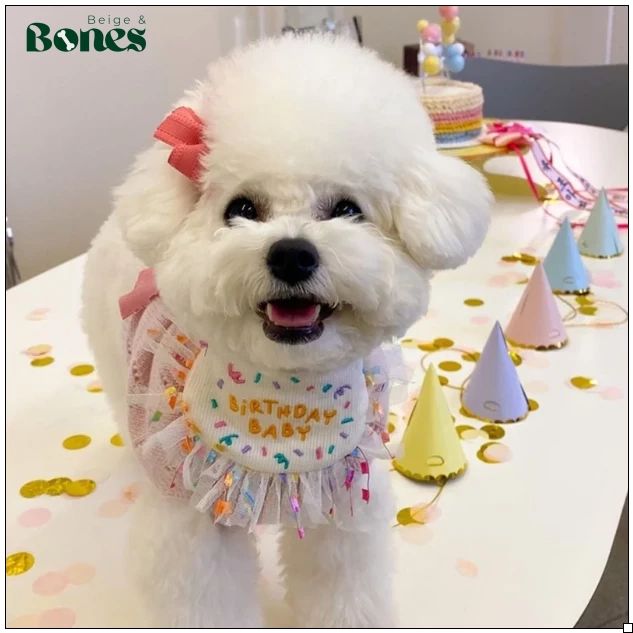 Birthday Baby bib and hat on white dog